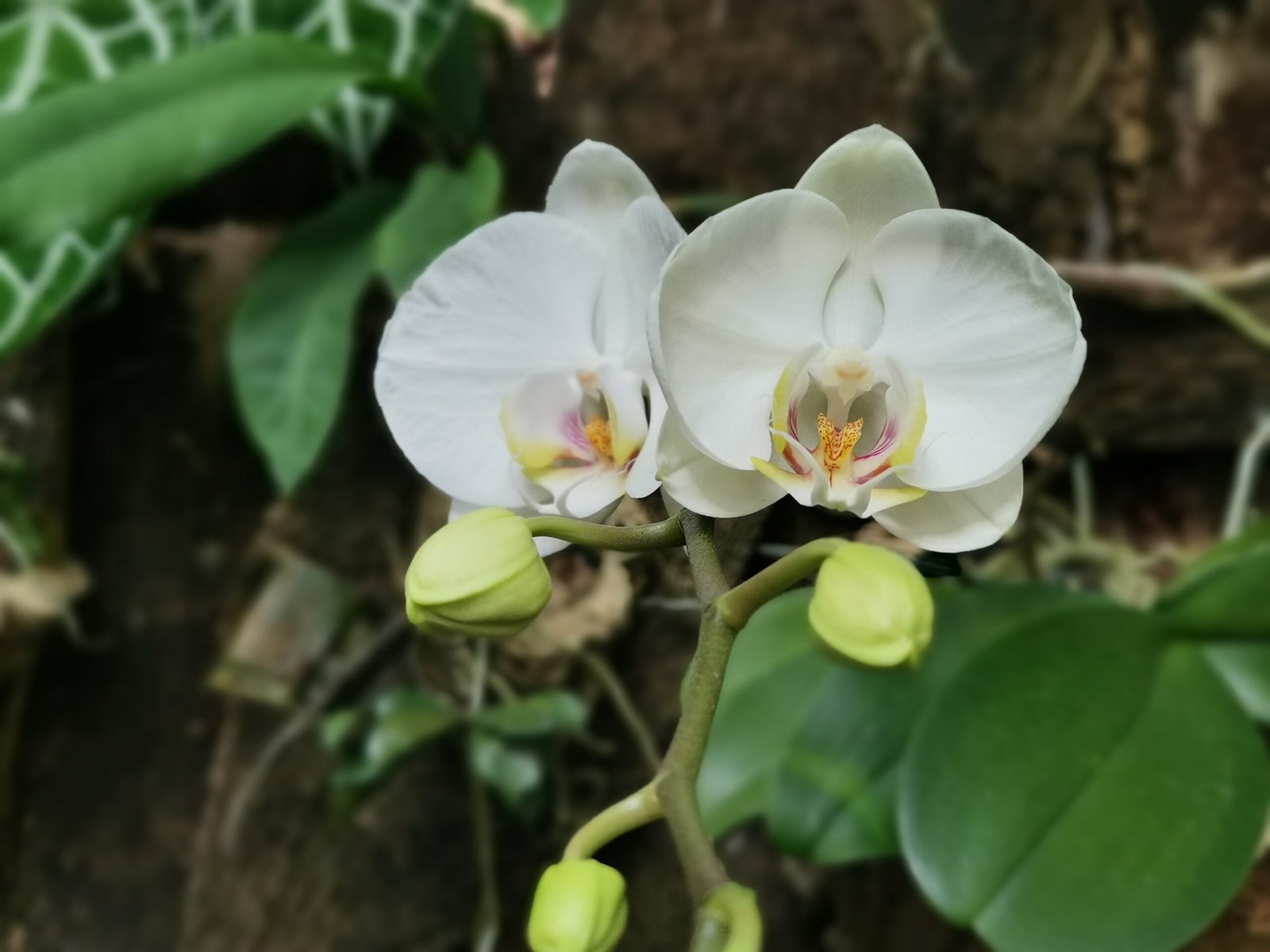 orquidea-blanca