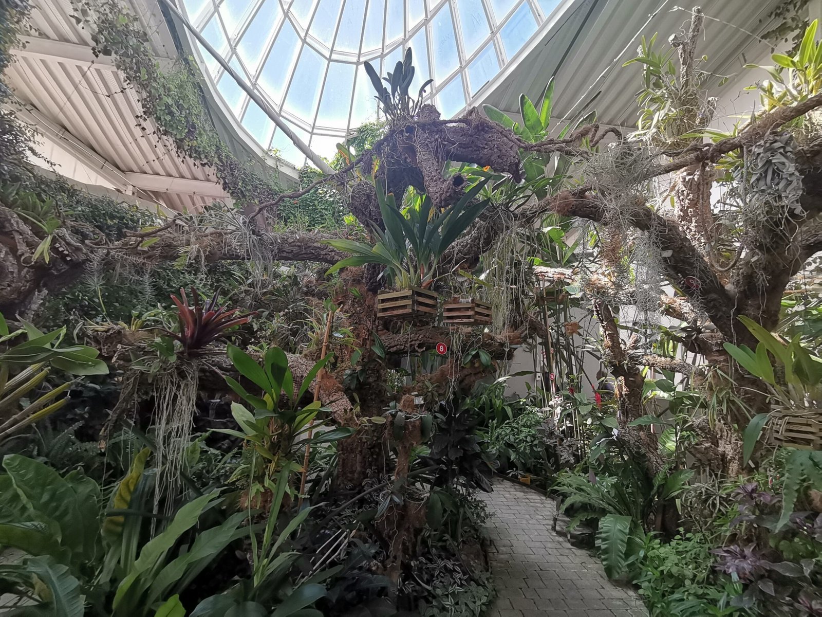 orquidea-vista-general